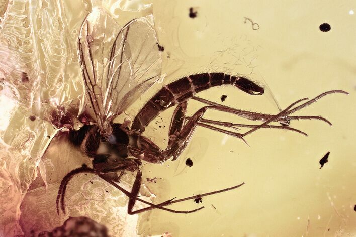 Detailed Fossil Fungus Gnat (Mycetophilidae) In Baltic Amber #315330